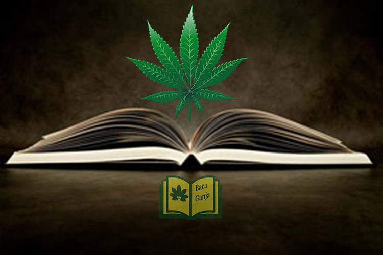 pengetahuan ganja 420